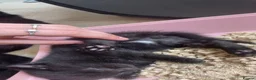Mixed Breed cats for sale: Three black kittens  - Advert 9