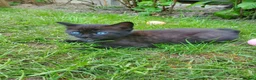 Mixed Breed cats for sale: Half Pedigree kittens - Advert 19