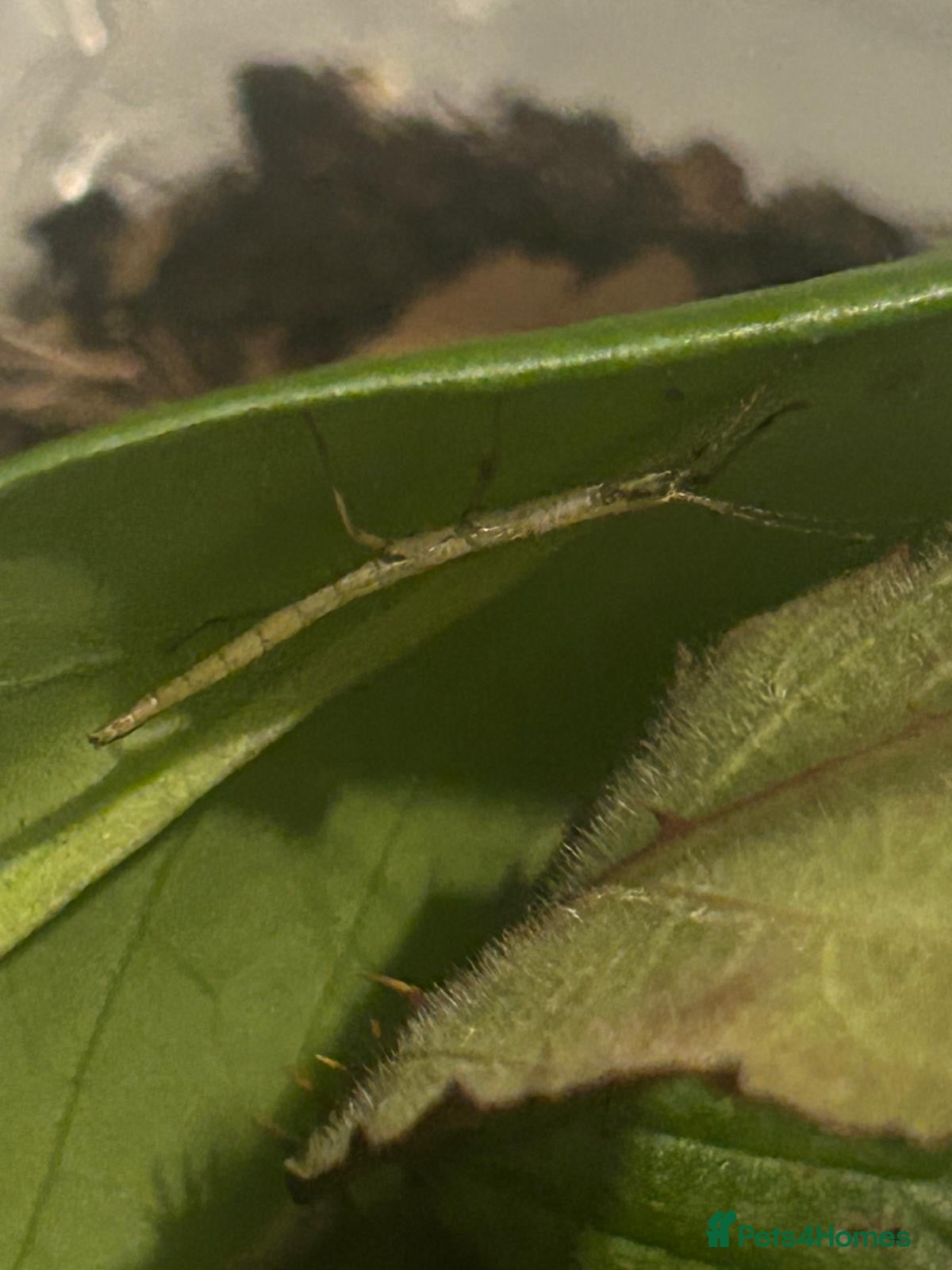 Stick Insects invertebrates Indian Stick Insect Nymphs - Advert 23