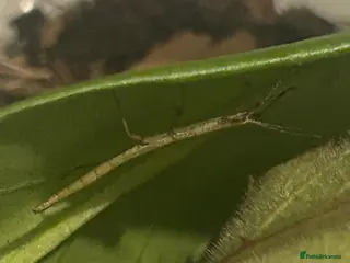 Stick Insects invertebrates Indian Stick Insect Nymphs - Advert 23