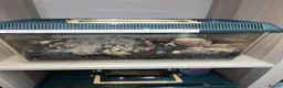 Tarantulas invertebrates for sale: 13 tarantulas and enclosures  in Manchester - Advert 18