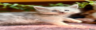 Maine Coon 1
