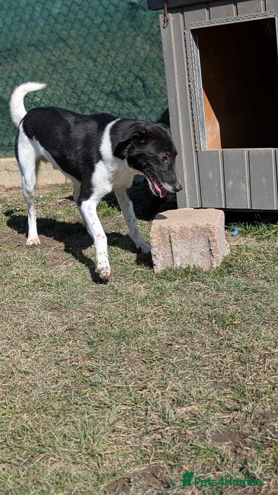 Mixed Breed dogs for adoption: Ferris for adoption - Advert 8