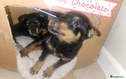 Rottweiler dogs for sale: Little weed  - Image 2