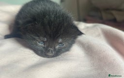 Bombay cats for sale: Kittens for sale  - Image 5