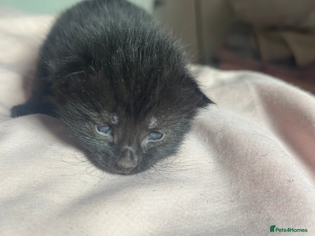 Bombay cats for sale: Kittens for sale  - Image 5