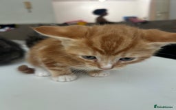 Mixed Breed cats for sale: 4 beautiful kittens ready to go 31st August - Image 13