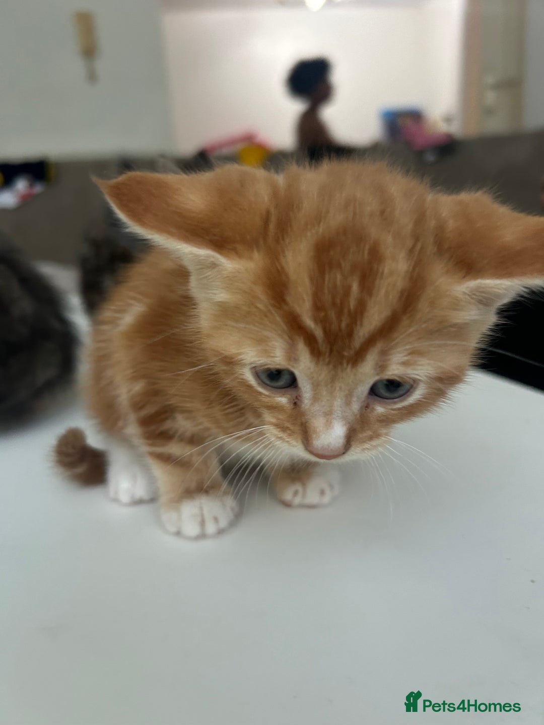 Mixed Breed cats for sale: 4 beautiful kittens ready to go 31st August - Image 13