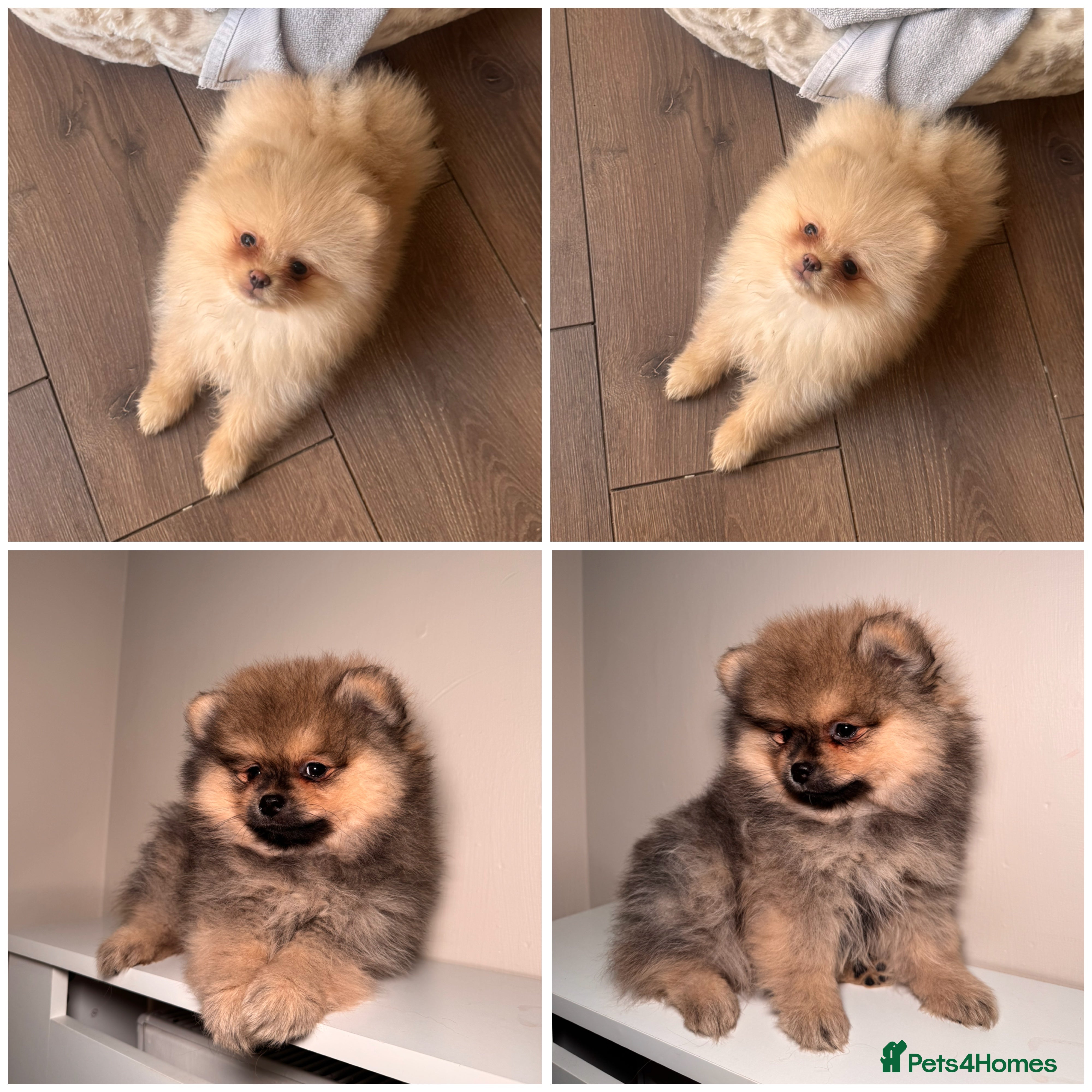 Pomeranian dogs  KC TEDDY POMS - Advert 8