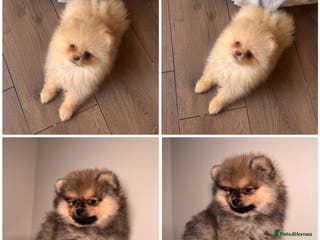 Pomeranian dogs KC TEDDY POMS - Advert 8