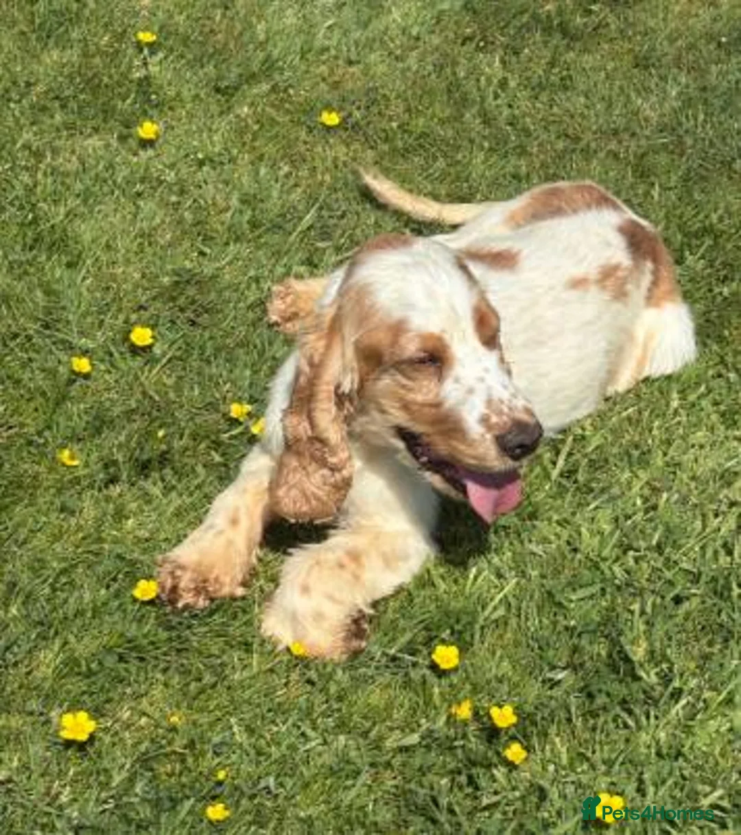 Cocker Spaniel dogs for sale: Pedigree show cocker pups, health tested parents - Advert 21