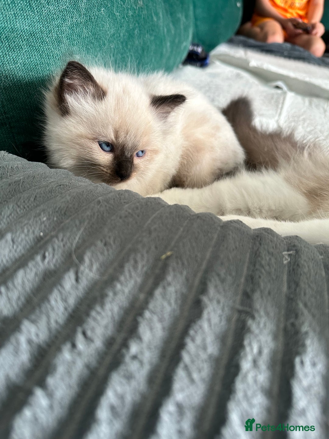Ragdoll cats for sale: Ragdoll - Image 14