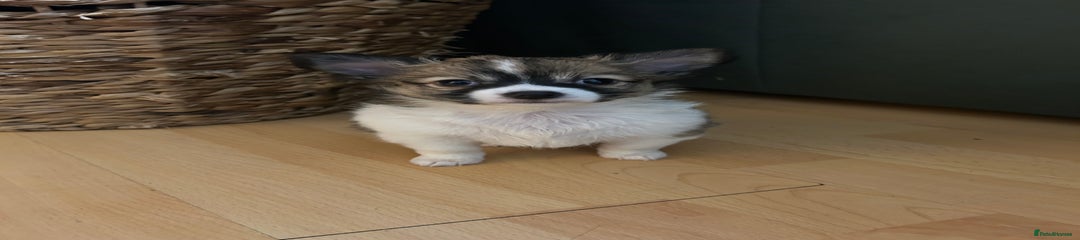 Chihuahua Puppy 1