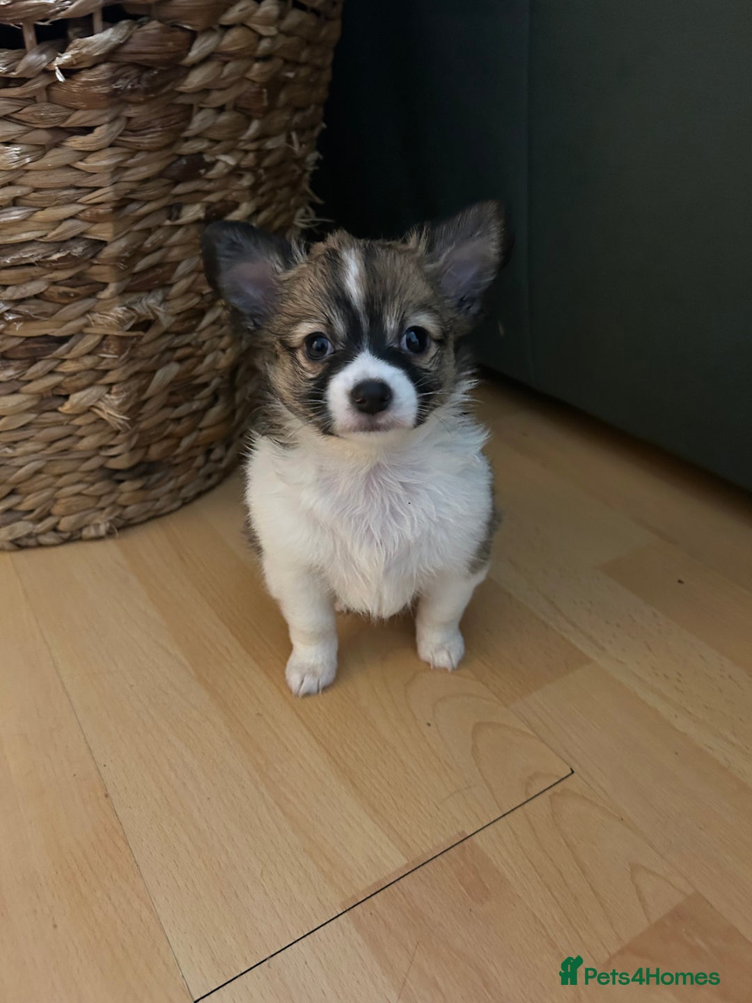 Chihuahua dogs for sale: 5 teacup chihuahua puppies - Image 4