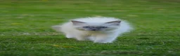 Ragdoll cats for sale: Beautiful ragdolls READY TO LEAVE FOR NEW HOME  - Advert 16