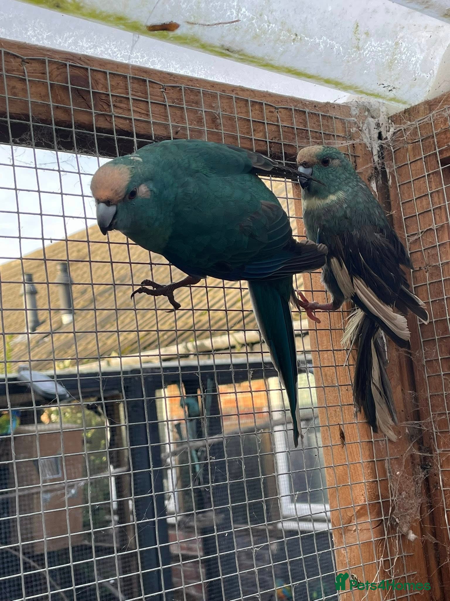 Parrots birds `Kakariki Pair of blues - Advert 5
