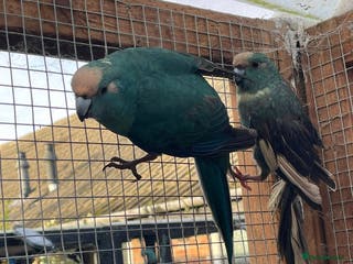 Parrots birds `Kakariki Pair of blues - Advert 5