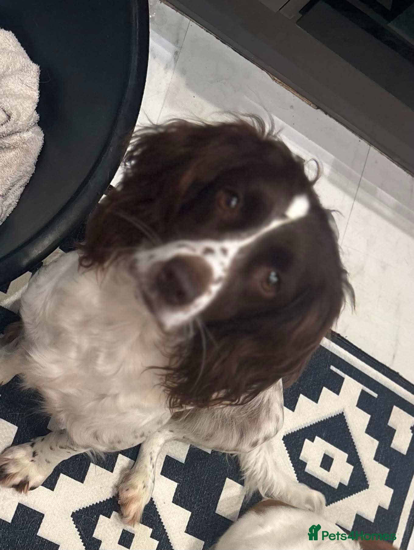 Sprocker dogs Sprocker spaniel ❤️ 🐾  - Advert 1