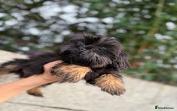 Shih Tzu dogs for sale: Fluffy little Shih tzu pups - Image 5