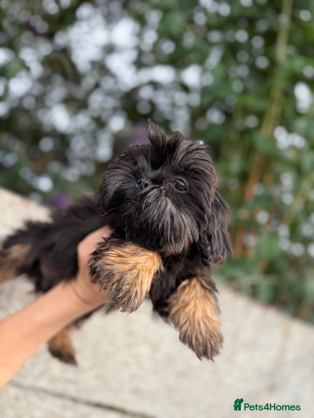 Shih Tzu dogs for sale: Fluffy little Shih tzu pups - Image 5