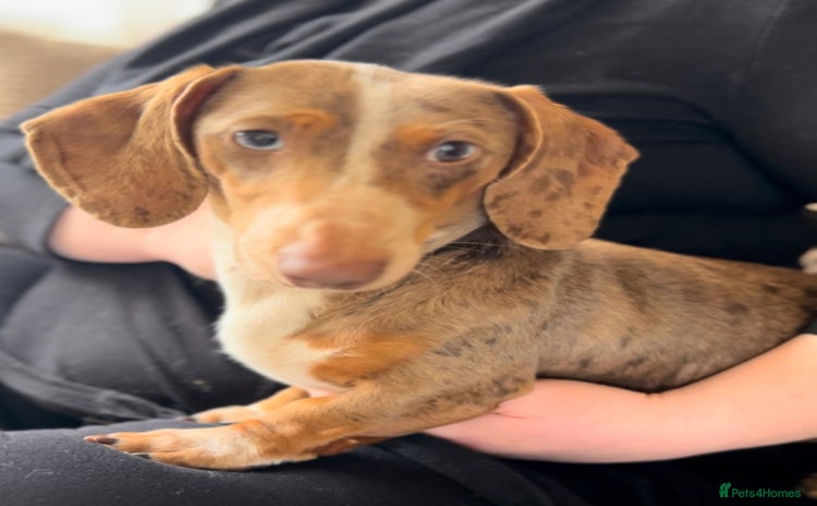 Miniature Dachshund dogs - Advert 1