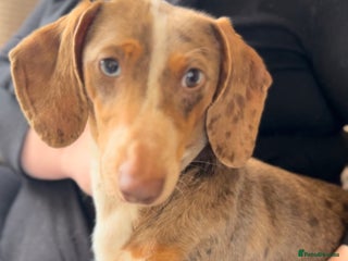 Miniature Dachshund dogs - Advert 6