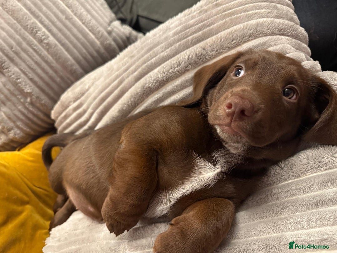 Mixed Breed dogs for sale: Doxie puppies  - Advert 15