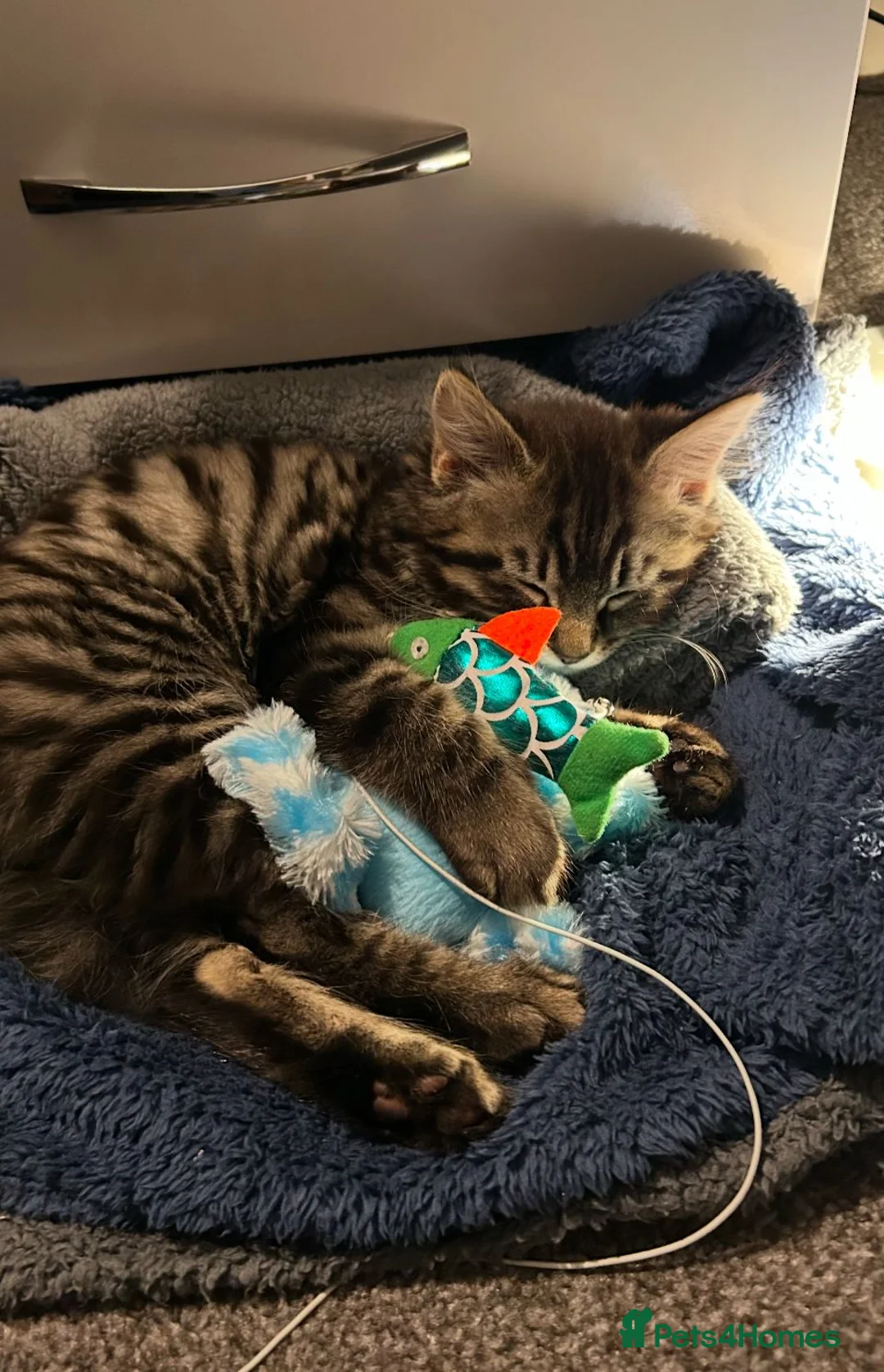 Mixed Breed cats for adoption: 4 month old rescue kitten needs a new home in Hook - Advert 3