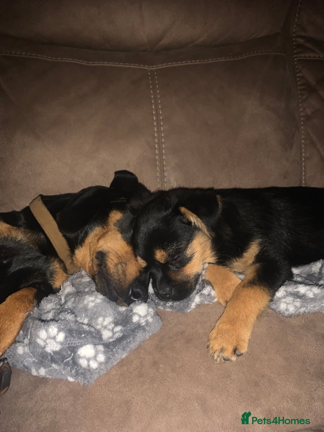 Mixed Breed dogs for sale: Juno  - Image 2