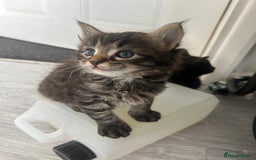 Maine Coon cats for sale: MAINCOON KITTENS READY NOW  - Image 5