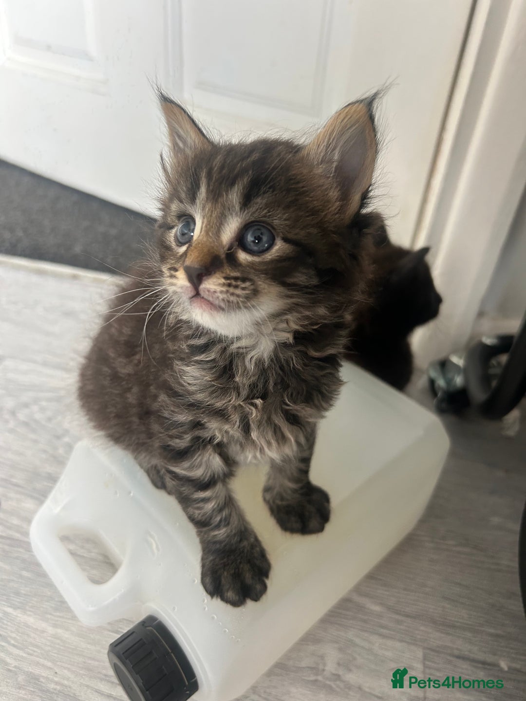 Maine Coon cats for sale: MAINCOON KITTENS READY NOW  - Image 5