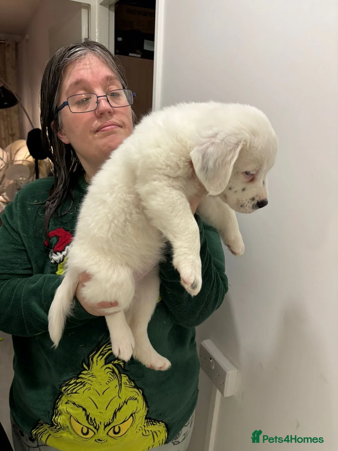 Staffordshire Bull Terrier dogs for sale: Little snowy princess  - Advert 12