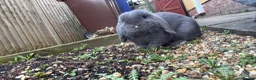 Mini Lop rabbits for sale: Mini lop bunny  in Bury Saint Edmunds - Advert 10