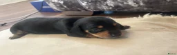 Miniature Dachshund dogs for sale: Miniature Dachshund puppies - Advert 4