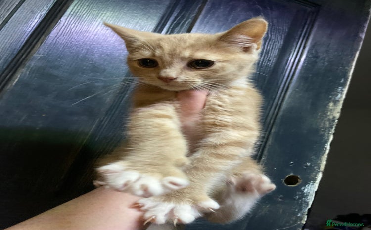 British Shorthair cats for sale - Advert 1