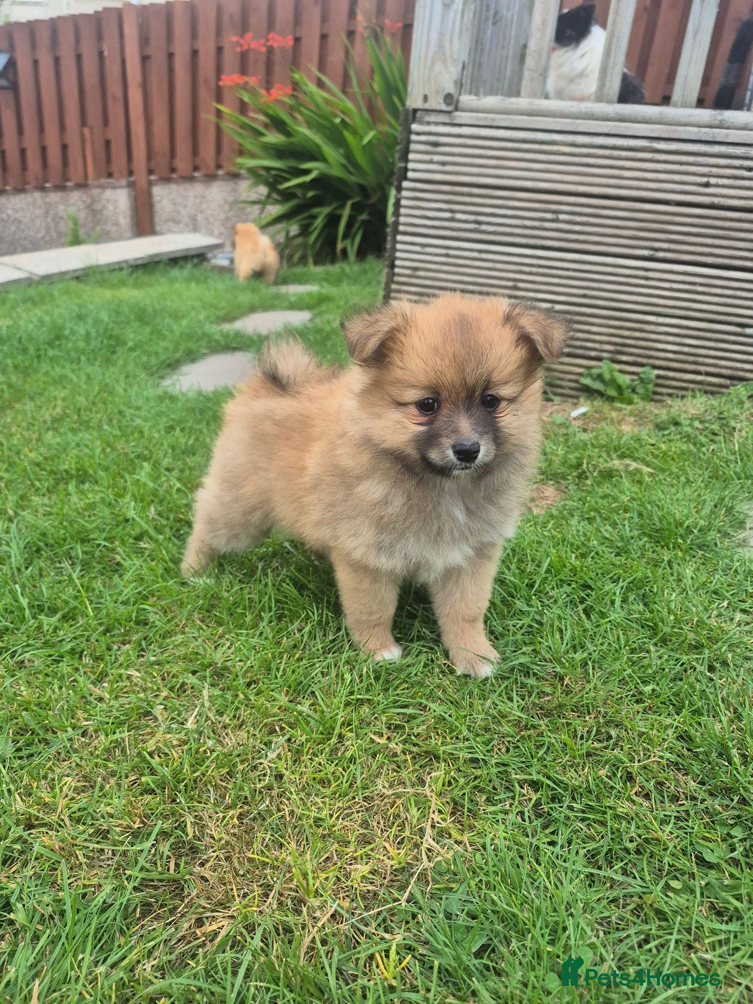 Pomeranian dogs 1 Pomeranian Puppy Available 7 week old - Advert 2