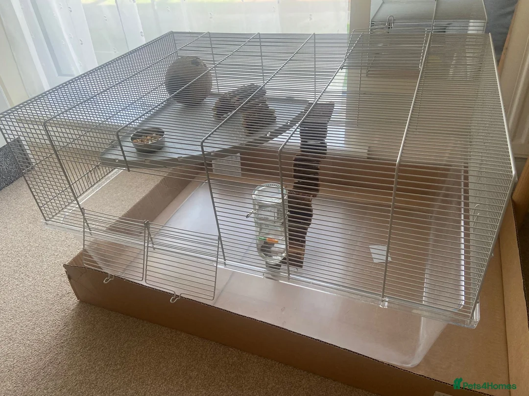 Gerbil rodents for sale: 2 gerbils males with cage and additions  - Advert 11