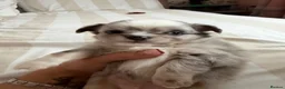 Chihuahua dogs for sale: Beautiful Longhair Chihuahuas  - Advert 5