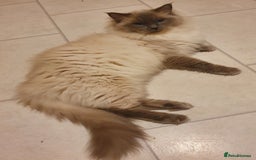 Ragdoll cats for sale: Ragdoll  Kittens  - Image 11