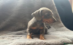 Mixed Breed dogs for sale: Outstanding family pets  - Image 9