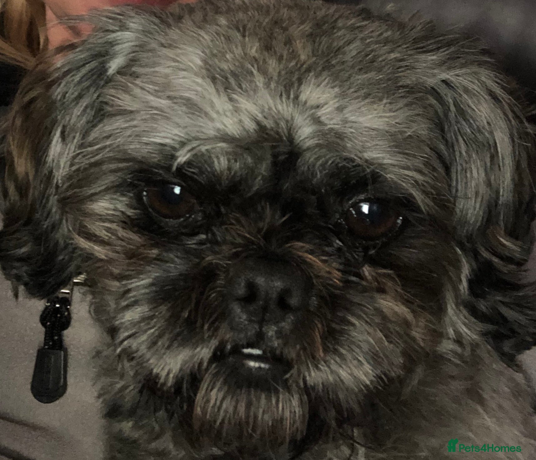 Shih Tzu dogs Stud only  in Bishop's Stortford - Advert 8