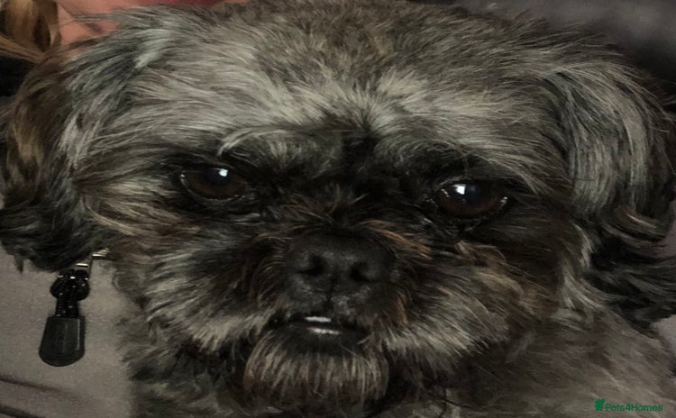 Shih Tzu dogs in Bishop's Stortford - Advert 1