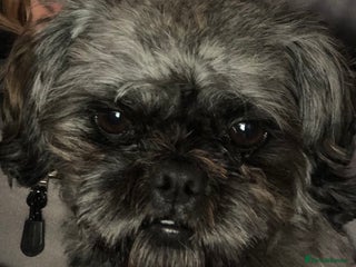 Shih Tzu dogs in Bishop's Stortford - Advert 5