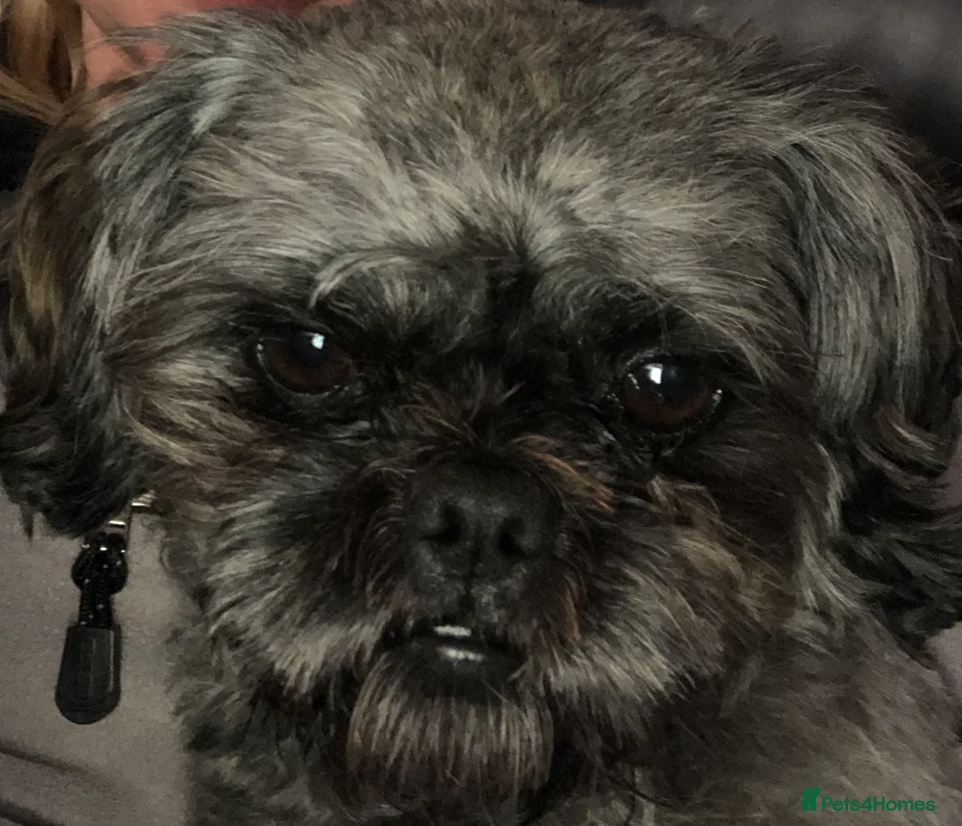 Shih Tzu dogs for stud: Stud only  in Bishop's Stortford - Advert 1