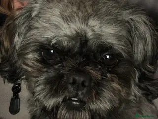 Shih Tzu dogs Stud only in Bishop's Stortford - Advert 2