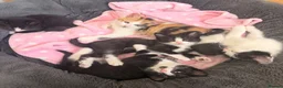 Mixed Breed cats for sale: Kittens for Sale  - Advert 2