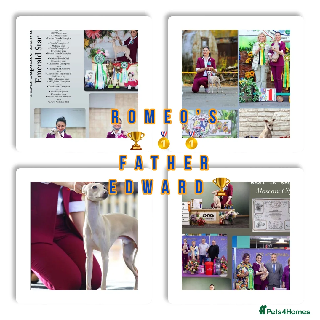 Italian Greyhound dogs for stud: Romeo italian greyhound Russian Import for stud  in Liverpool - Advert 22