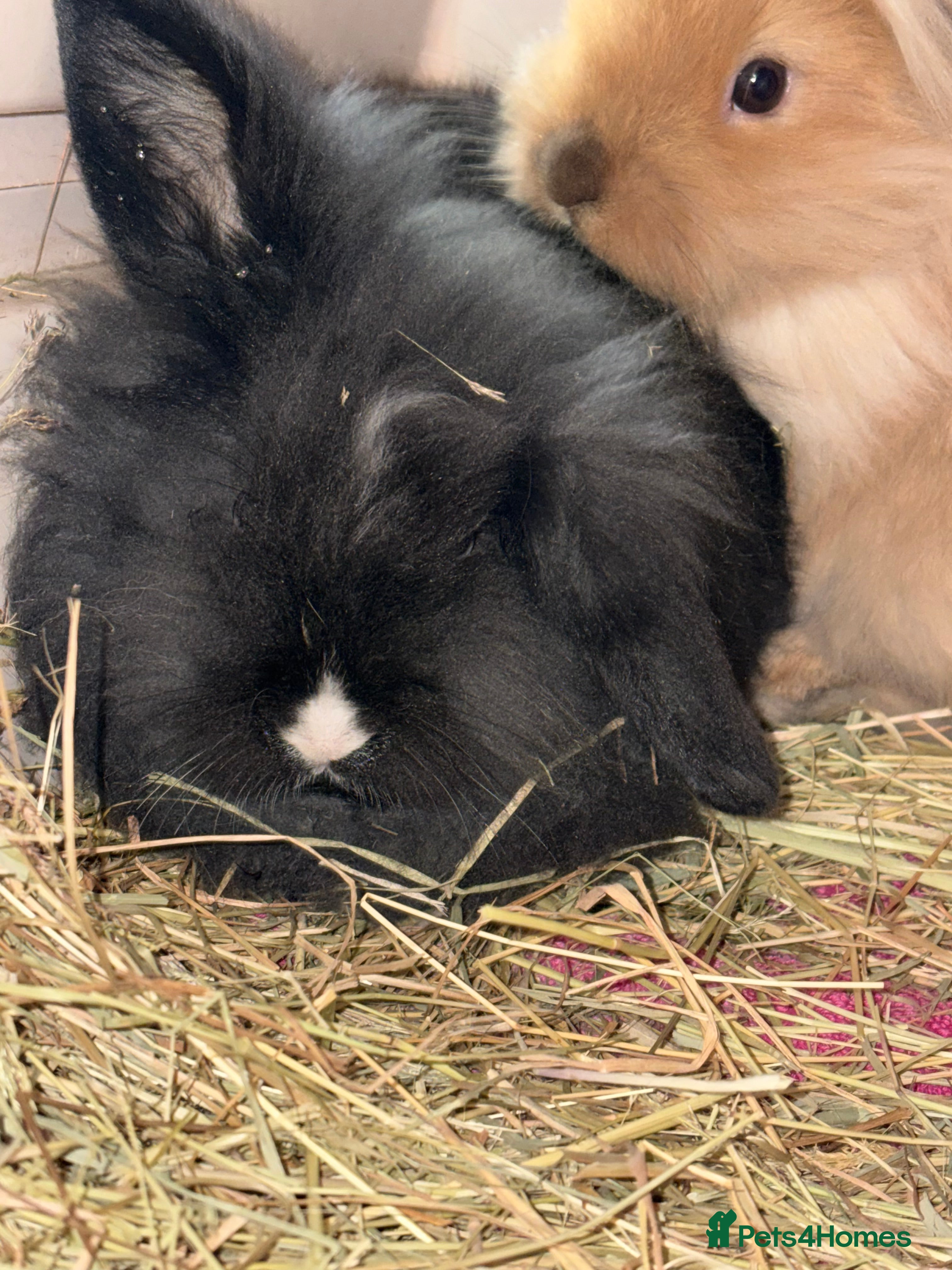 Mini Lop rabbits Mini lop baby rabbits for sale. - Advert 9