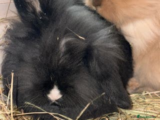 Mini Lop rabbits Mini lop baby rabbits for sale. - Advert 13