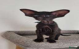 Oriental cats for sale: Oriental Shorthair kittens  - Image 9